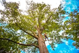 Leaf Removal in Greentree, NJ