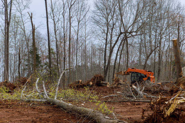 Greentree, NJ Tree Care Company