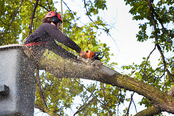 Lawn Renovation and Restoration in Greentree, NJ
